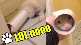 Funniest Ferrets of All Time  Funny Pet Videos 2018  That Pet Life [upl. by Lucias]