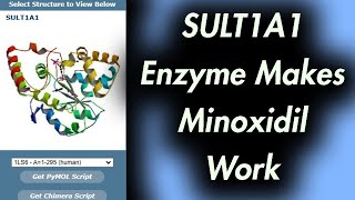 This Enzyme Makes Minoxidil Work SULT1A1 [upl. by Deadman]