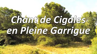 Chant de Cigales en pleine garrigue [upl. by Milicent]