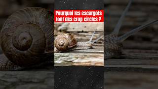 Pourquoi les escargots font des crop circles [upl. by Maryrose]