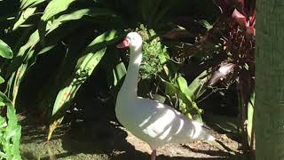 Coscoroba swan sings [upl. by Odranreb]