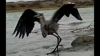 Great Blue Heron Catches a Weasel and Devours it Whole [upl. by Yllib806]