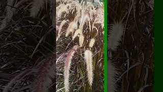 Pennisetum alopecuroides  Plume Grass 狼尾草 2024 [upl. by Ottavia]