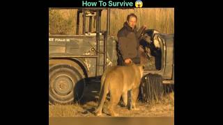 How To Survive a Lion Attack 👍 [upl. by Manuela]