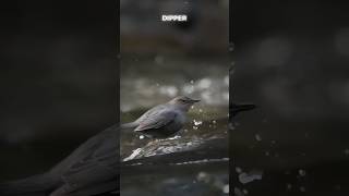 Dipper Aquatic Songbird sciencefacts science [upl. by Ilenna960]