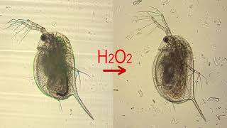 Stressed cardiac tissue of Daphnia after exposure to hydrogen peroxide [upl. by Netsriik]