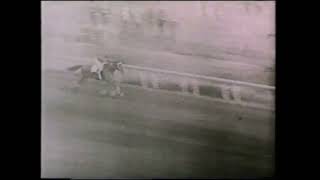 Phar Lap  Agua Caliente Handicap 2000m 1932  Trained by Tommy Woodcock [upl. by Salohcim616]