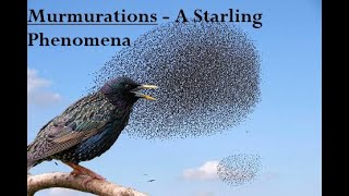 Murmurations  The Starling Spectacle Friday documentary BBC 632024 [upl. by Nauaj]