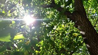 Free HD slow motion stock video  Sunlight in the trees [upl. by Rolyak910]