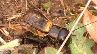 Chant du grillon des champs ou grillons champêtre qui chante dans la video en directe  Gryllidae [upl. by Ewald731]