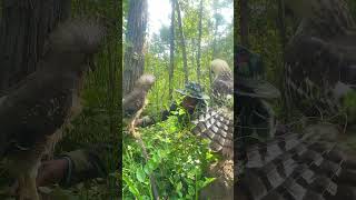 A man see on a termite mound in the woods part 04 trismegistos methelmets hieronymus wildlife [upl. by Enirak813]