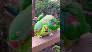 Badly behaviored PARROTS [upl. by Adev]