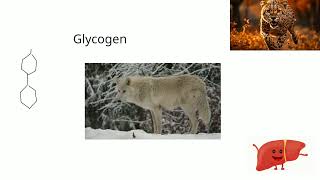 Carbohydrates A Level Biology lesson 1 [upl. by Prendergast]