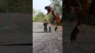 Titan trex Jurassic Park dangerous attack part 11 sshortsvirelvfx animetion [upl. by Kornher]