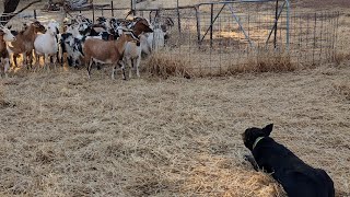 Lot 4 Chief Forbes Working Dog Auction 24 [upl. by Saw162]