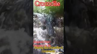 Crocodile crocodile nature alligator animals wildlife shortsvideo [upl. by Gilli656]