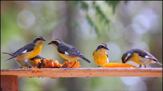 Bananaquits in Colombia [upl. by Symon780]