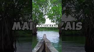 Curso online de manguezais e estuários [upl. by Stanislaus]