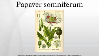 Papaver somniferum [upl. by Rowell]