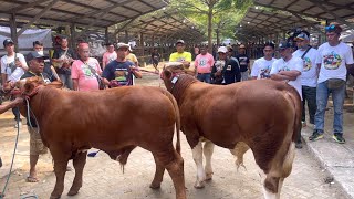 SAPI PEDET ROBICON JUARA 1 KONTES APPSI ‼️🔥🔥🔥 [upl. by Chantalle500]