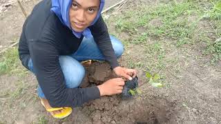 how to plant grapes on CLAY type soil [upl. by Ahsinid]