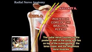 Radial Nerve Anatomy  Everything You Need To Know  Dr Nabil Ebraheim [upl. by Mona293]