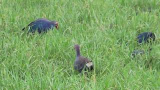 Greyheaded Swamphen 18 10 24 S Knld Rd b 1 [upl. by Hawkie757]