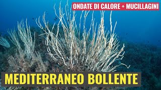 Mediterraneo Bollente [upl. by Nannie]