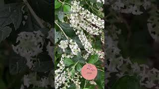 Aloysia looseri newmusic flors garden jardindeflores plants music flowers plantasfelices [upl. by Harrod290]