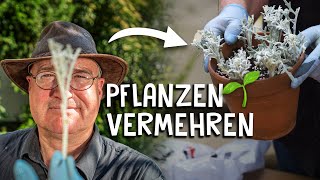 Blumen amp Pflanzen durch Stecklinge vermehren 🌸  schneiden bewurzeln eintopfen [upl. by Ssitnerp]