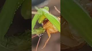 mantis eating  mantis insecten viralvideo nature insects eating music [upl. by Aidaas22]