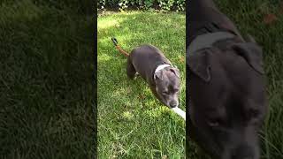 Staffy Pittie Enjoying Park Time staffie rock pitbull puppy cutedog running [upl. by My834]