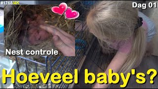 HOEVEEL BABYs zijn ER GEBOREN Ik ga NEST CONTROLE doen bij de VOSKONIJNTJES 1768 [upl. by Nimaj]