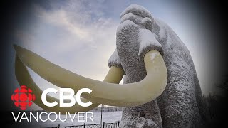 Mammoth fossils found in BC date back 45000 years researcher says [upl. by Swithbart]