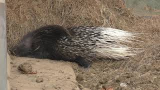 アフリカタテガミヤマアラシ 茶臼山動物園 2018年11月4日 [upl. by Yorled839]