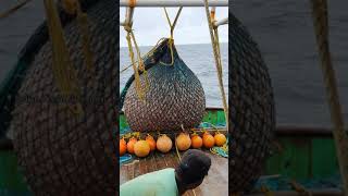 Trawling Boat lot of fish Catch in deep seashorts [upl. by Shiller]