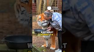 Mengurus Harimau Selama 20 Tahun kucing catrescue harimau [upl. by Haet]