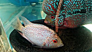 FLOWERHORN BREEDING PROCESS [upl. by Anidem968]