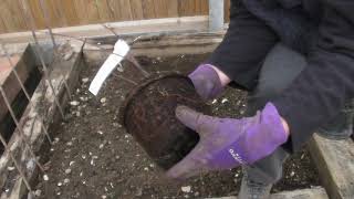 Planting my Tayberry Part 450 Claires Allotment [upl. by Tess727]