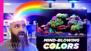 The MOST COLORFUL amp MESMERIZING Waterbox Reef Tank [upl. by Yodlem]