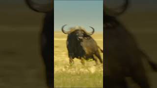 Lion vs Buffalo Epic Battle in the Wild shorts [upl. by Lemmuela]