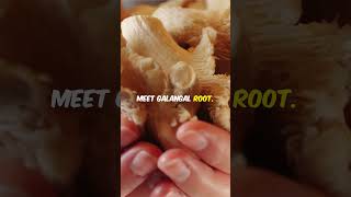 Surprising Health Benefits of Galangal Root food [upl. by Ain]