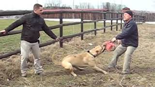 test presa canario presacanario dogocanario aggressivity protection [upl. by Eerrehc830]