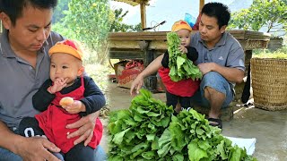 Harvesting vegetable gardens goes to the market sell  farm life [upl. by Nahshu443]