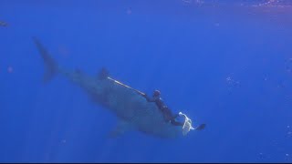 Spearfishing in Azores Faial Island Whale Shark [upl. by Hartzell553]