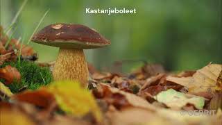 20241103 Paddenstoelen en herfstkleuren [upl. by Krissy]