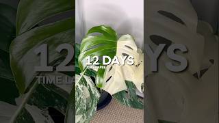 Monstera Albo Timelapse sectoral variegation 😍🪴 [upl. by Barbee189]