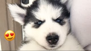 Cute Husky Puppy Falling Asleep In My Arms [upl. by Macleod633]