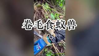 地球最罕见的未知生物，如果没有被相机拍下，没人会相信奇怪生命 [upl. by Tarsus]