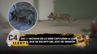 Lobo se escapa de Zoológico de Aragón y se pasea por las calles de la GAM [upl. by Glorianna]